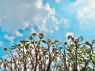 landscape from under a tree with yellow frangipani flowers in spring against a bright blue sky...