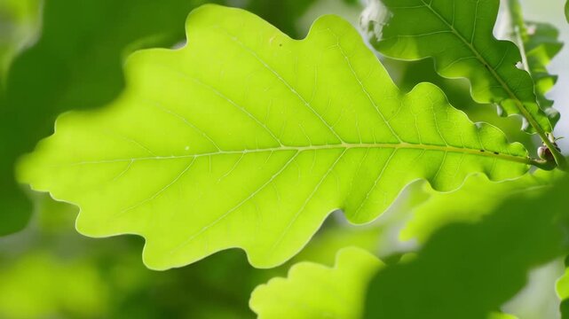 Closeup of vibrant green oak leaves gently swaying in a soft breeze illuminated by natural sunlight showcasing the fresh growth and intricate details of the foliage in a serene forest environment dur.