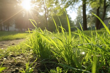 Sunlight shines through green grass in a peaceful outdoor setting