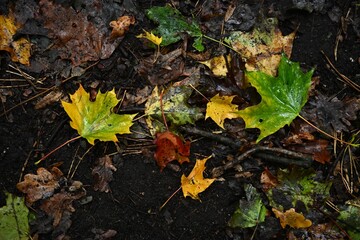 Textured autumn background showing the vivid contrast between bright foliage and damp, dark woodland earth. Perfect copy space.
