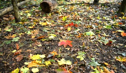 Low-angle view focusing on a single, bright red maple leaf on a path covered in mixed autumn foliage. Blurred forest background with fallen log.