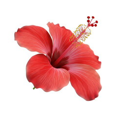 3d realistic vivid red hibiscus flower bloom isolated botanical illustration isolated on transparent background