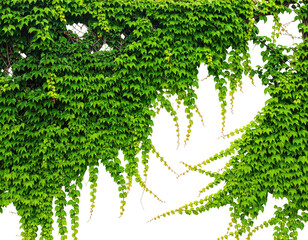 Dense, vibrant green ivy covers a surface, with trailing tendrils and a dark void