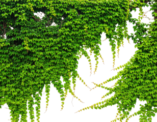 Dense, vibrant green ivy covers a surface, with trailing tendrils and a dark void