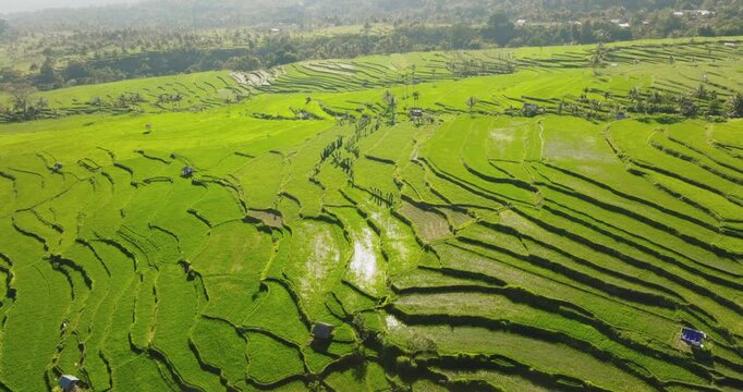 Vibrant green rice terraces fields and traditional farming huts carved into the hillsides of Lombok island, illustrating sustainable agriculture and natural beauty. Aerial drone view footage panorama