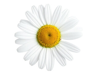 Isolated close-up of a daisy with white petals and a yellow center on black