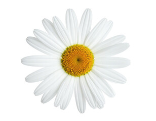 A close-up of a daisy with white petals and a yellow-orange center, black background