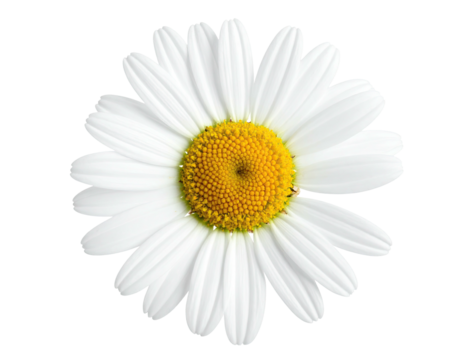 Isolated close-up of a daisy with white petals and a yellow center on black