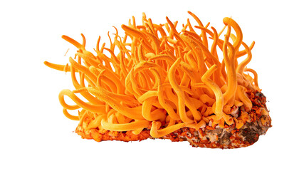 Vibrant orange, worm-like fungi, growing from a brown base with detailed texture