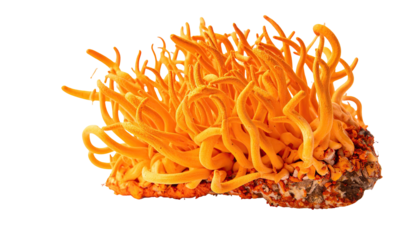 Vibrant orange, worm-like fungi, growing from a brown base with detailed texture