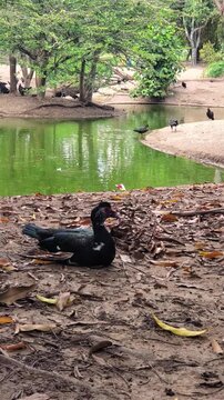 striking close-up capturing diverse species&mdash;a duck in sharp focus and vultures in the background&mdash;illustrating natural, calm coexistence.