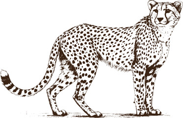 Cheetah Animal Sketch in Black Pencil on White Paper | Artistic Hand Drawn Wildlife Artwork for Decor and Design