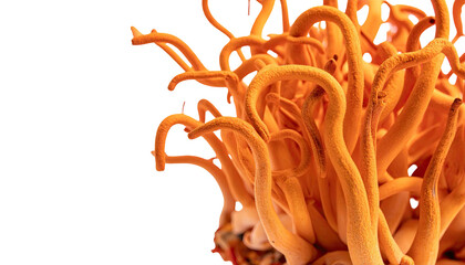 Close-up of a vibrant, coiled, orange-yellow fungi against a dark background