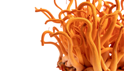 Close-up of a vibrant, coiled, orange-yellow fungi against a dark background