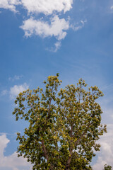 Majestic tree under bright sky nature scene outdoor environment perspective from below serenity and growth