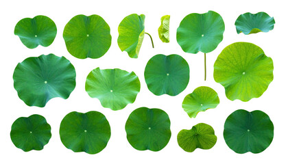 Isolated green lily pads in varying sizes with detailed edges on a black background