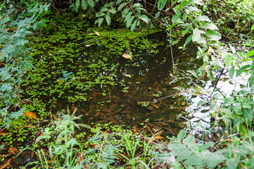 Obraz premium Exploring a serene pond in nature outdoor environment tranquil scene close-up view water reflection