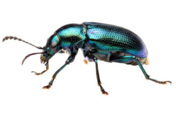 Macro photo of an iridescent blue-green metallic leaf beetle isolated on a transparent background