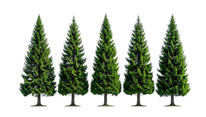 Five green conifer trees in a row against a black background