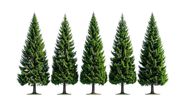 Five green conifer trees in a row against a black background