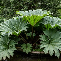 Lush Gunnera Plant with Large Leaves in a Garden Setting.