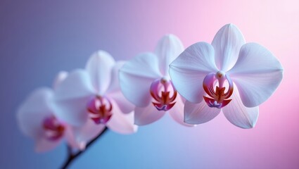 Delicate white orchid blossoms gracefully extend across a soft, gradient backdrop featuring hues of pink and blue, creating a serene and visually captivating floral composition that exudes elegance...