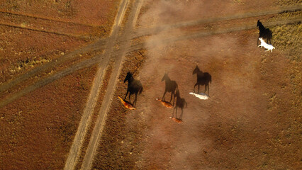 Aerial View of Wild Horses Running Across a Dry, Dusty Field at Sunset