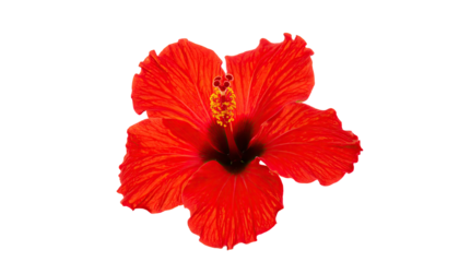 Vibrant, open hibiscus flower, bold red petals, yellow stamen, black background