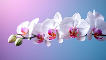 A  photograph showcases delicate, pure white orchid flowers with vibrant pink and red centers blooming along a gracefully curved stem against a soft, gradient background of pink and blue hues.
