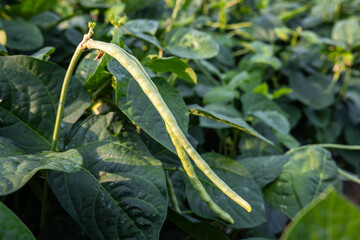 White beans growing in the vegetable garden