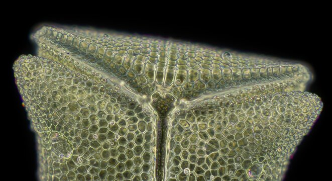 Aquatic Microorganism Under DIC Microscopy Showing Intricate Pattern and Cellular Symmetry

