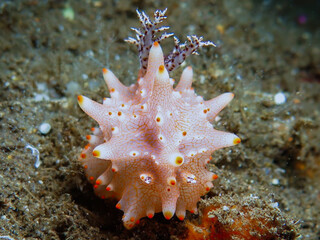 Balinese nudibranch
