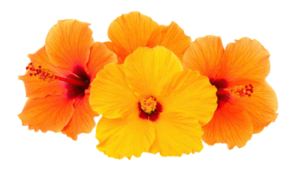 Four vibrant hibiscus flowers in shades of orange and yellow, isolated on black