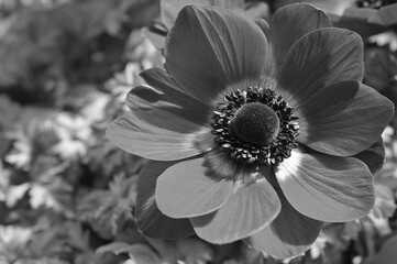 アネモネ　ボタンイチゲ（牡丹一華）