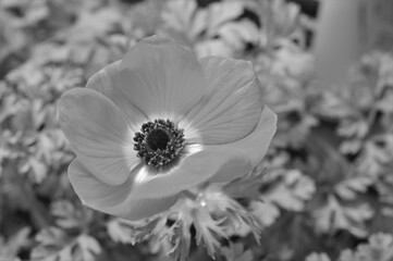 アネモネ　ボタンイチゲ（牡丹一華）