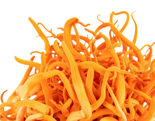 Close-up of a vibrant orange, twisting mass, possibly fungi, against a black backdrop