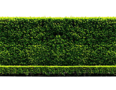 Dense, vibrant green hedge in sunlight, creating a natural, clean backdrop