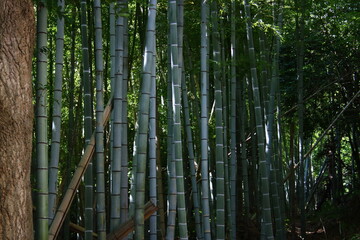 竹林