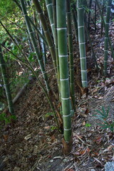竹林