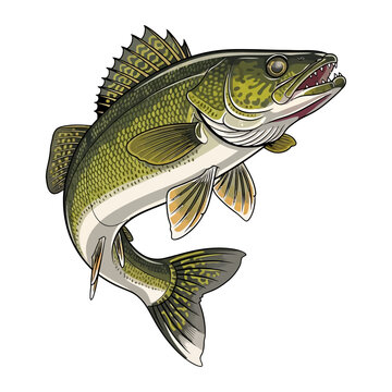 Jumping walleye fish with mouth open fishing hobby river lake sport illustration