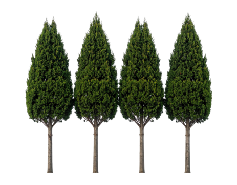 Four tall, slender green trees with pointed tops, arranged in a row