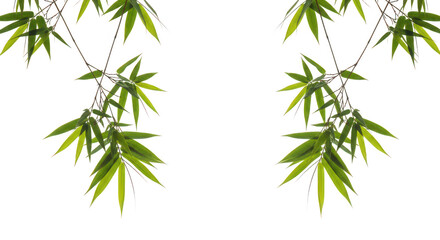 Obraz premium Fresh Green Bamboo Leaves Framing Black Background With Copy Space