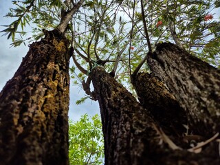 Obraz premium Upward view of tall tree trunks with rough bark and green leaves against sky