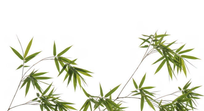Green Bamboo Leaves On Black Background