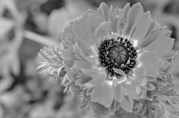 八重咲きのアネモネ