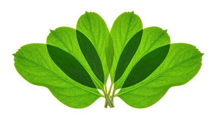 Transparent green leaves arranged symmetrically against a black backdrop