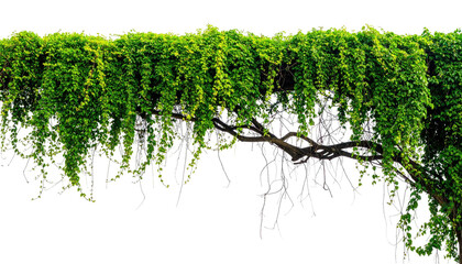 Lush green climbing plant, cascading from a sturdy branch against a clean background
