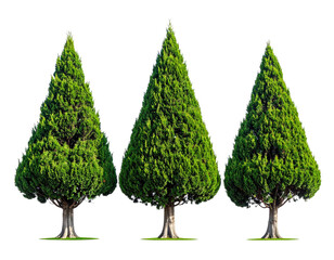 Three symmetrical, green trees with cone-shaped foliage, on a transparent background