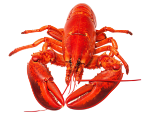 Vivid overhead shot of a fully cooked lobster, bright red, with large claws
