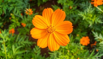 Close-up shot of a vibrant orange cosmos flower in full bloom, surrounded by lush green foliage, offering a contrast